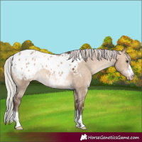 Horse Color:Silver Bay Dun Appaloosa