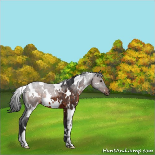 Horse Color:White Spotted Brown 