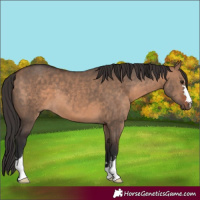 Horse Color:Bay Dun