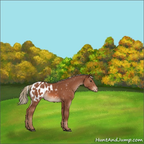 Horse Color:Chestnut Mushroom Appaloosa