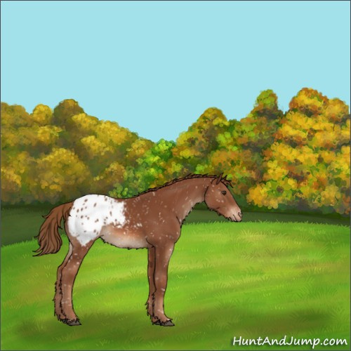 Horse Color:Chestnut Appaloosa