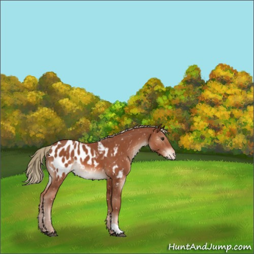 Horse Color:Chestnut Mushroom Appaloosa