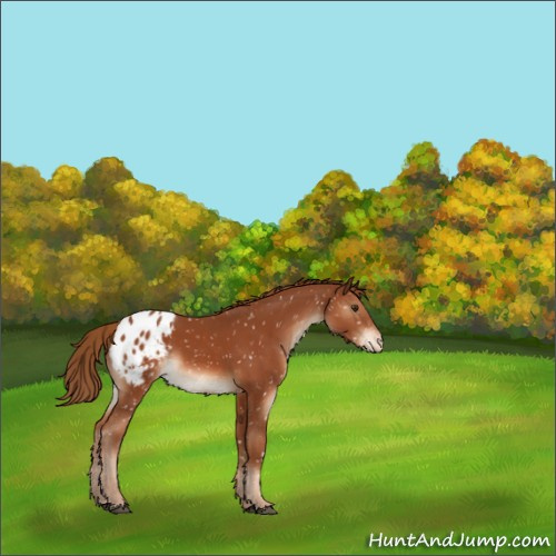 Horse Color:Chestnut Appaloosa 