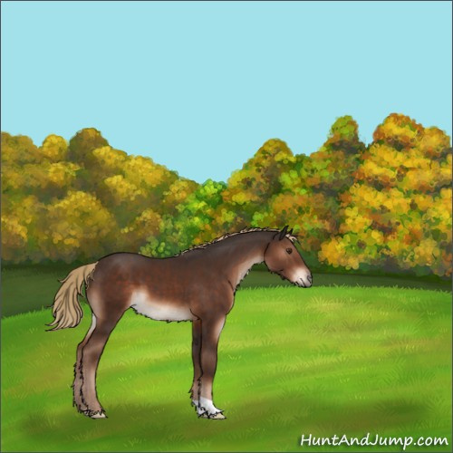 Horse Color:Liver Chestnut 