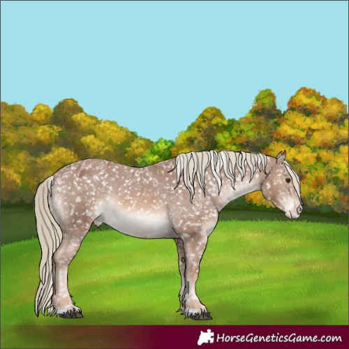 Horse Color:Chestnut Mushroom Appaloosa 