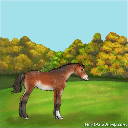 Horse Color:Bay Appaloosa