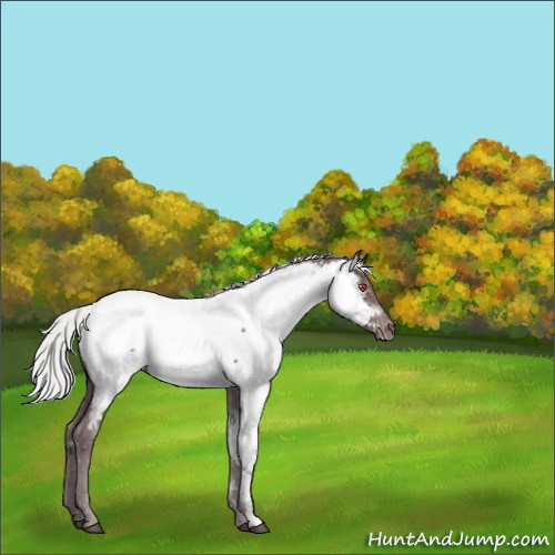 Horse Color:Chocolate Silver Black Chinchilla Appaloosa 