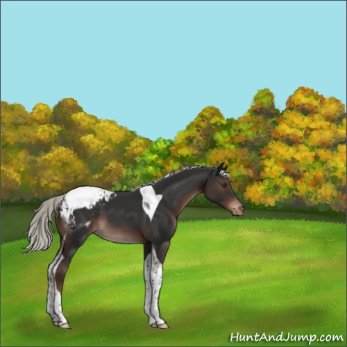 Horse Color:Liver Chestnut Mushroom Tobiano Appaloosa