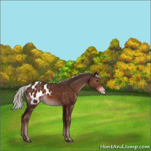 Horse Color:Liver Chestnut Mushroom Appaloosa 