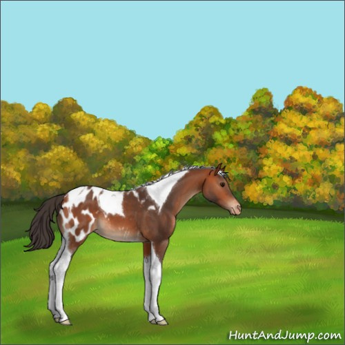 Horse Color:Bay Tobiano Appaloosa 