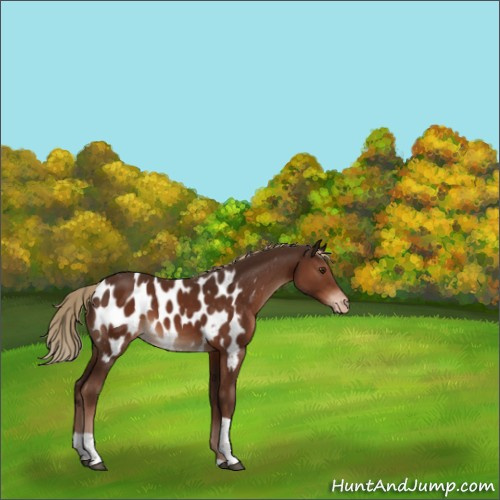 Horse Color:Liver Chestnut Tobiano Appaloosa 