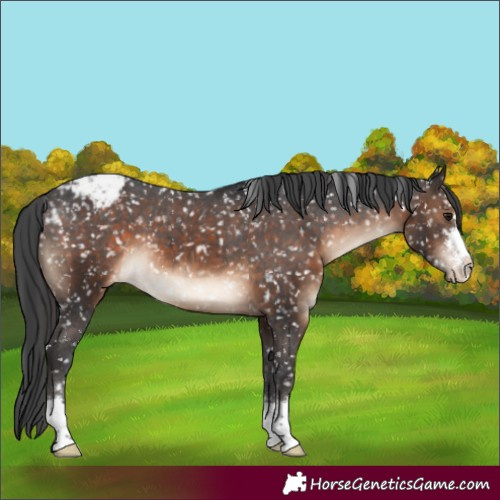 Horse Color:Brown Appaloosa