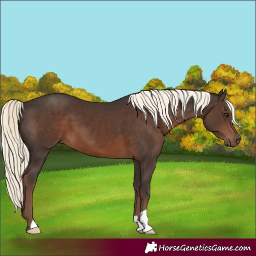 Horse Color:Liver Chestnut Mushroom 