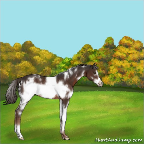 Horse Color:White Spotted Liver Chestnut Frame 