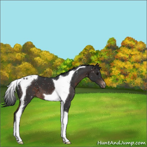 Horse Color:Brown Tobiano Appaloosa