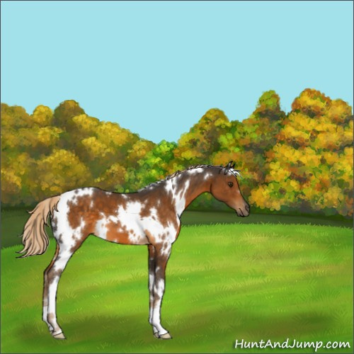 Horse Color:White Spotted Chocolate Palomino