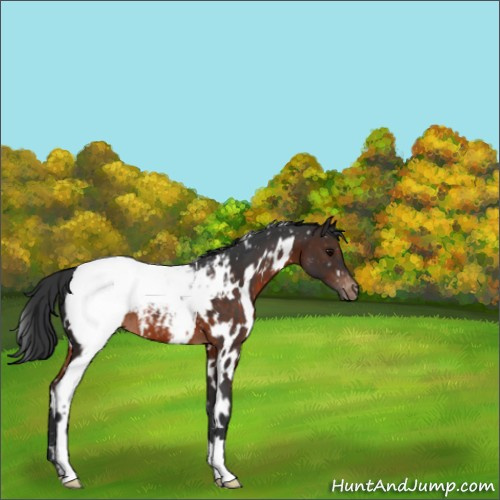 Horse Color:White Spotted Brown Appaloosa 