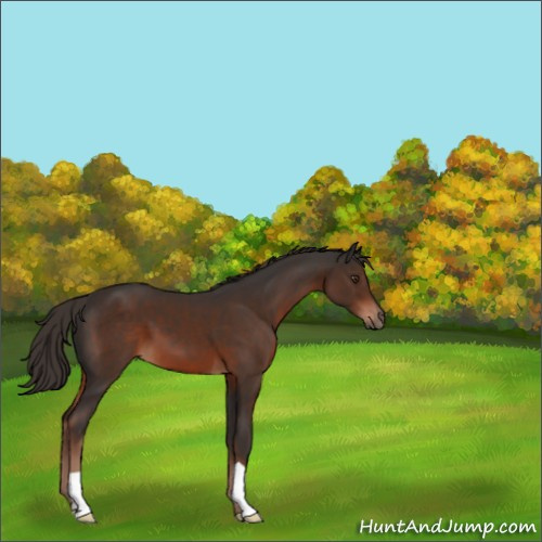 Horse Color:Liver Chestnut