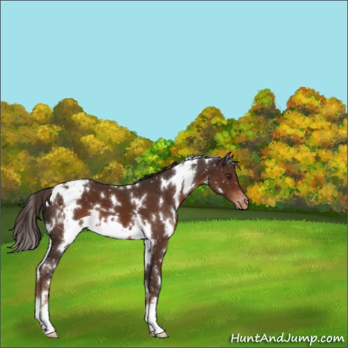 Horse Color:White Spotted Liver Chestnut Appaloosa 