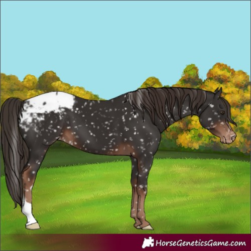 Horse Color:Liver Chestnut Appaloosa 