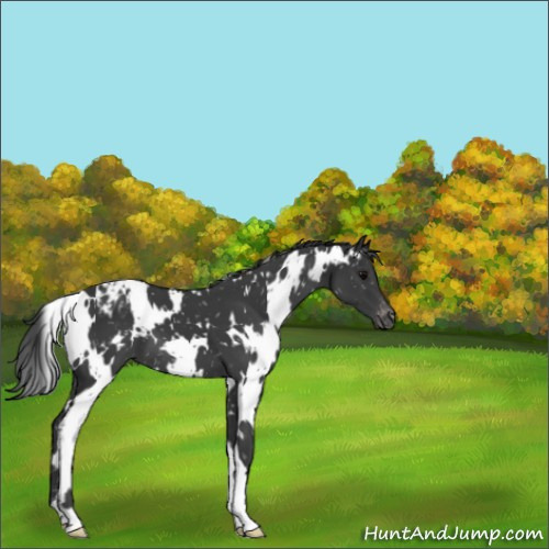Horse Color:White Spotted Black Appaloosa 