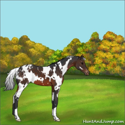 Horse Color:White Spotted Brown Appaloosa 