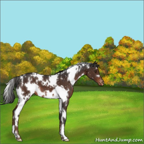 Horse Color:White Spotted Liver Chestnut Appaloosa 