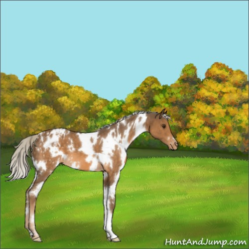 Horse Color:White Spotted Chocolate Palomino Appaloosa 