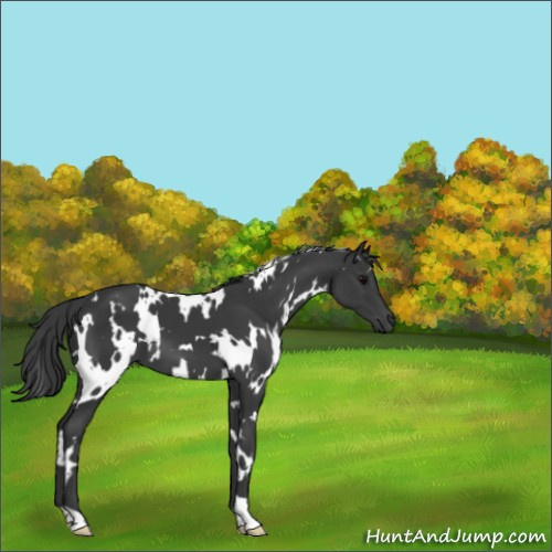 Horse Color:White Spotted Black 