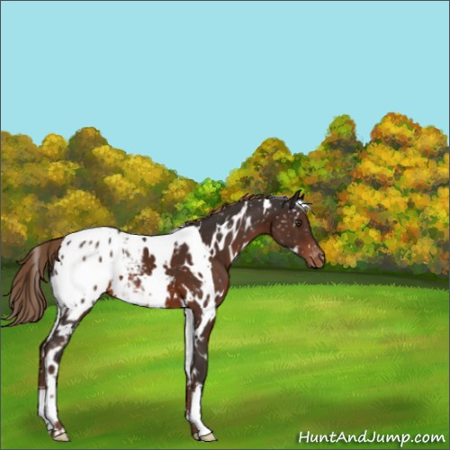 Horse Color:White Spotted Liver Chestnut Appaloosa 