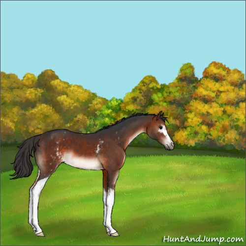 Horse Color:White Spotted Bay Mushroom 