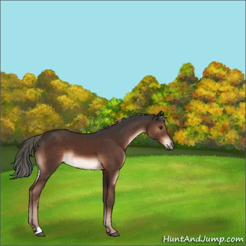 Horse Color:Liver Chestnut Mushroom 