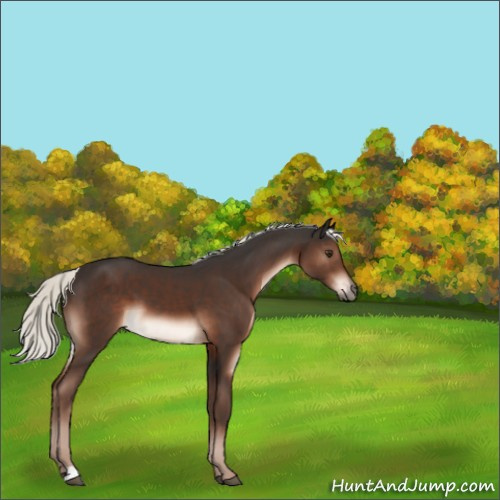Horse Color:Liver Chestnut Mushroom 
