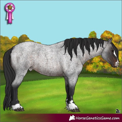 Horse Color:Brown Roan 