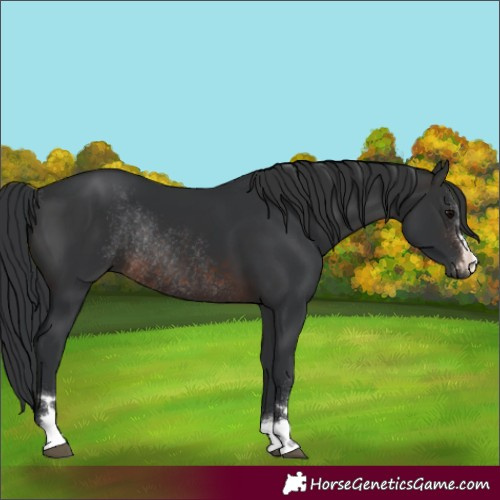 Horse Color:Brown Rabicano 