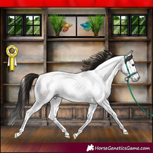 Horse Color:Gray Classic Champagne Tobiano Appaloosa 