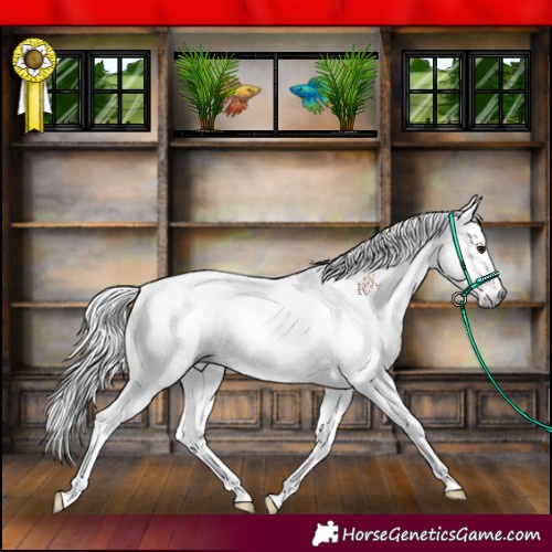 Horse Color:Gray Classic Champagne Tobiano Appaloosa 
