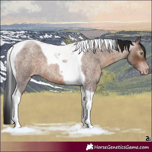 Horse Color:Gray Sable Champagne Roan Tobiano