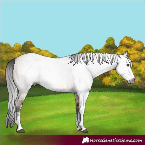 Horse Color:Gray Brown Dun Sabino 
