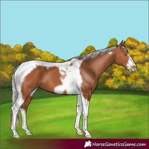 Horse Color:Silver Bay Tobiano Frame 