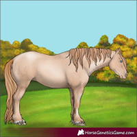 Horse Color:Gold Champagne Pearl Rabicano  and Gold Champagne Pearl Rabicano 