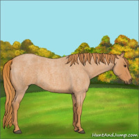 Horse Color:Red Roan 