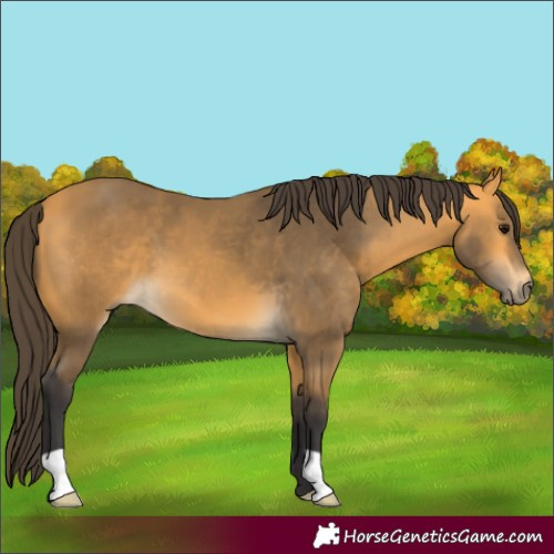Horse Color:Unknown 