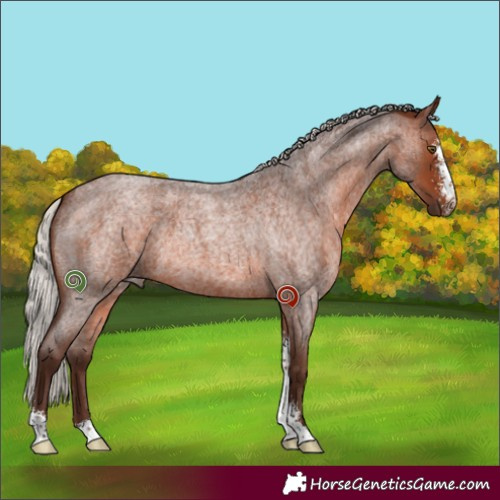 Horse Color:Silver Brown Roan Sabino 