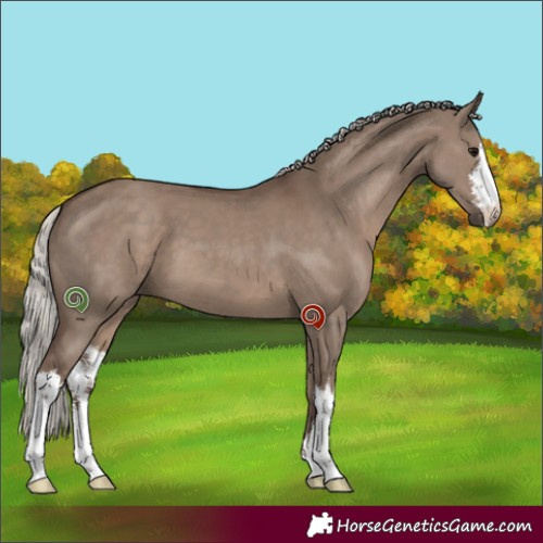 Horse Color:White Spotted Silver Grullo 