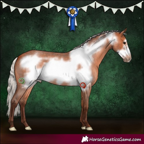 Horse Color:Silver Bay Roan Frame 