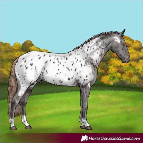 Horse Color:Liver Chestnut Tobiano Appaloosa 