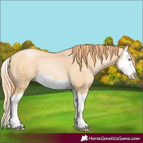 Horse Color:Buckskin Pearl Splash 