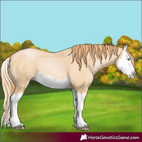 Horse Color:Buckskin Pearl Splash