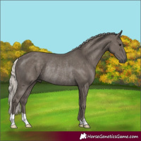 Horse Color:Silver Black Rabicano 